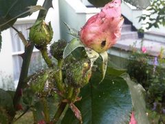 Macrosiphum rosae on buds by Emőke Dénes. Used under a CC BY-SA 2.5 license.
