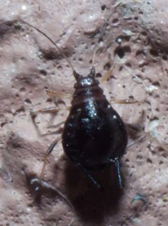 Galicia. Insect by Lmbuga. Used under a CC BY 3.0 license.