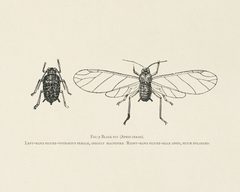 Vintage illustrations by Miss May Rivers digitally enhanced by rawpixel 159 by Rawpixel. Used under a CC BY-SA 4.0 license.