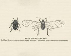 Vintage illustrations by Miss May Rivers digitally enhanced by rawpixel 160 by Rawpixel. Used under a CC BY-SA 4.0 license.