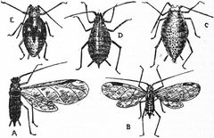 Britannica Economic Entomology 5 by Encyclopædia Britannica, Volume 8, Slice 10., available freely at Project Gutenberg. Used under a Public domain license.