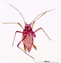 Rhopalosiphoninus latysiphon aptera by Brendan Wray. Used under a CC0 license.