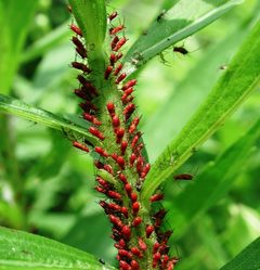 Feeding Aphids by Pollinator.. Used under a CC BY 2.5 license.