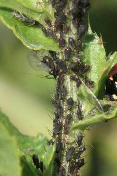 Uroleucon cirsi - Flickr - S. Rae by S. Rae from Scotland, UK. Used under a CC BY 2.0 license.