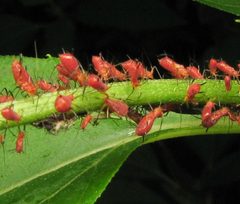 Uroleucon obscuricaudatum by Beatriz Moisset. Used under a CC BY-SA 4.0 license.