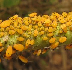 Aphis nerii on common milkweed by Beatriz Moisset. Used under a CC BY-SA 4.0 license.