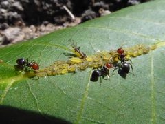 Panaphis juglandis and Crematogaster scutellaris 01 by Syrio. Used under a CC BY-SA 4.0 license.