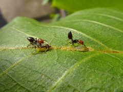 Panaphis juglandis and Crematogaster scutellaris 03 by Syrio. Used under a CC BY-SA 4.0 license.