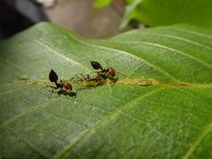 Panaphis juglandis and Crematogaster scutellaris 04 by Syrio. Used under a CC BY-SA 4.0 license.