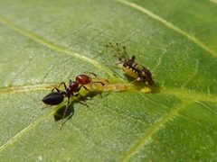Panaphis juglandis and Crematogaster scutellaris 05 by Syrio. Used under a CC BY-SA 4.0 license.