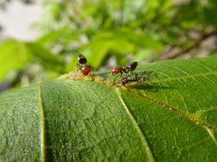 Panaphis juglandis and Crematogaster scutellaris 07 by Syrio. Used under a CC BY-SA 4.0 license.