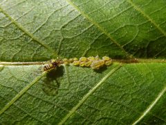 Panaphis juglandis on a walnut leaf by Syrio. Used under a CC BY-SA 4.0 license.