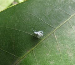 Floating flurry snow bug in spring by E.Jones. Used under a CC BY-SA 4.0 license.