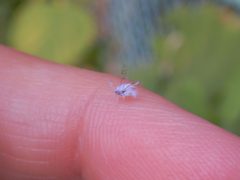 Shivaphis celti on the finger by KKPCW. Used under a CC BY-SA 4.0 license.