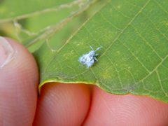Shivaphis celti on the leaf - 1 by KKPCW. Used under a CC BY-SA 4.0 license.