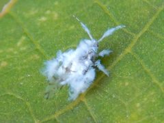 Shivaphis celti on the leaf - 2 by KKPCW. Used under a CC BY-SA 4.0 license.