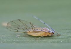 Takecallis arundinariae 121420810 by Gilles San Martin. Used under a CC BY-SA 4.0 license.
