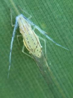 Takecallis arundinariae 242106806 by Stephen Thorpe. Used under a CC BY 4.0 license.