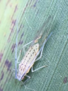 Takecallis arundinariae 319270929 by Stephen Thorpe. Used under a CC BY 4.0 license.