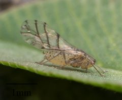 Therioaphis trifolii 13247415 by Jesse Rorabaugh. Used under a CC0 license.