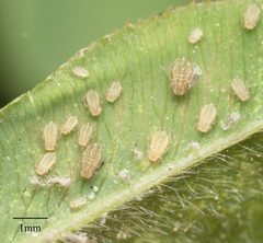 Therioaphis trifolii 21251242 by Jesse Rorabaugh. Used under a CC0 license.