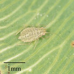 Therioaphis trifolii 9213509 by Jesse Rorabaugh. Used under a CC0 license.