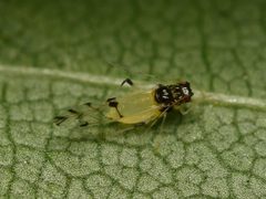 Tinocallis takachihoensis by iNaturalist user: alexis_orion. Used under a CC BY 4.0 license.