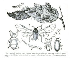 Colopha ulmicola Riley by C.V. Riley. Used under a Public domain license.