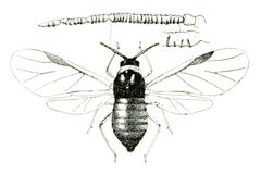 Eriosoma lanigerum winged by Osborn, Herbert, 1856-1954. Used under a Public domain license.