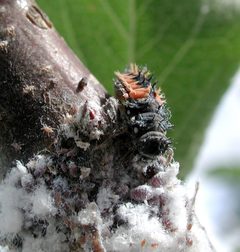 Ladybird aphid 7462 by The original uploader was Pollinator at English Wikipedia.. Used under a CC BY-SA 3.0 license.