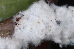 Woolly Aphids by Sanjay Acharya. Used under a CC BY-SA 4.0 license.