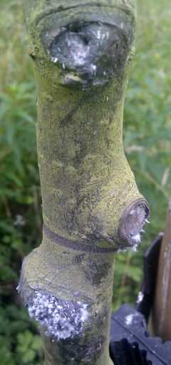 Woolly Aphids on Crab Apple bark by Rosser1954. Used under a CC BY-SA 3.0 license.