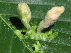 Tetraneura nigriabdominalis-galls by peterwchen. Used under a CC BY 4.0 license.
