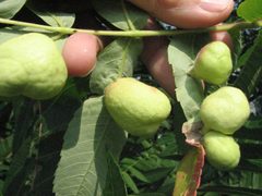 Melaphis rhois galls by Beatriz Moisset. Used under a CC BY-SA 4.0 license.