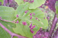 Aphid Galls by John Cooper. Used under a CC BY-SA 3.0 license.
