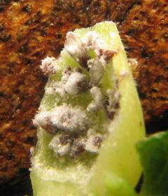 Hormaphis hamamelidis. open gall by Beatriz Moisset. Used under a CC BY-SA 4.0 license.
