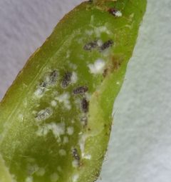 Hormaphis hamamelidis gall by Beatriz Moisset. Used under a CC BY-SA 4.0 license.