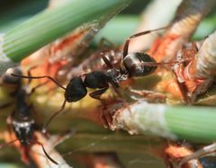 Ant sp. tending Cinara pinea - Flickr - S. Rae by S. Rae from Scotland, UK. Used under a CC BY 2.0 license.