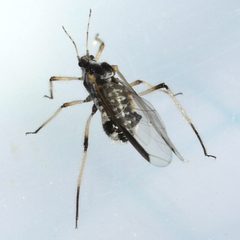 Longistigma caryae - Giant Bark Aphid by Ilona Loser. Used under a CC BY-SA 3.0 license.