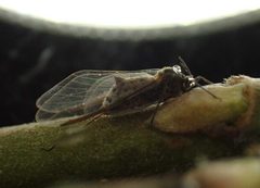 Tuberolachnus salignus 246551309 by Sascha Nun. Used under a CC BY 4.0 license.