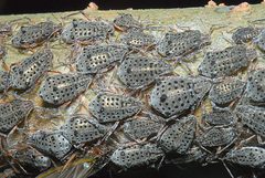 Tuberolachnus salignus dense colony by InfluentialPoints. Used under a CC BY 3.0 license.