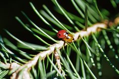 Adalia bipunctata 1398014 by Steven Katovich, USDA Forest Service. Used under a Public domain license.