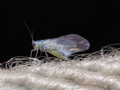 Phyllaphis fagi 1-2 by Drahkrub. Used under a CC BY-SA 3.0 license.