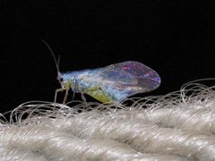 Phyllaphis fagi 1-3 by Drahkrub. Used under a CC BY-SA 3.0 license.