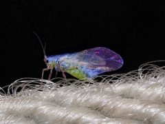 Phyllaphis fagi 1-4 by Drahkrub. Used under a CC BY-SA 3.0 license.
