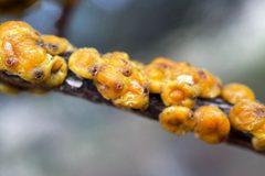 Cerococcus quercus by Madeleine Claire. Used under a CC BY 4.0 license.