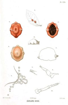 Ceroplastes rubens Green by E.E. Green. Used under a Public domain license.