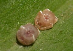 Scale costus by Shyamal. Used under a CC BY 4.0 license.