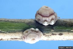 Ceroplastes rusci by Jeffrey W. Lotz, Florida Department of Agriculture and Consumer Services, Bugwood.org. Used under a CC BY 3.0 license.