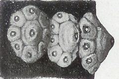 Ceroplastes rusci - Femmina adulta by Antonio Berlese. Used under a Public domain license.